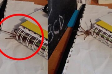 Joven descubre enorme araña entre su cuaderno