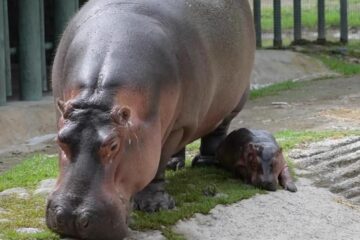Hipopótamo bebe en Guadalajara se roba el corazón de los visitantes.