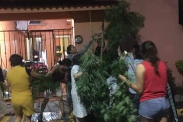 Vecinos salvan planta de marihuana en Veracruz.