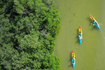 Organismos denuncian destrucción de manglares en Holbox