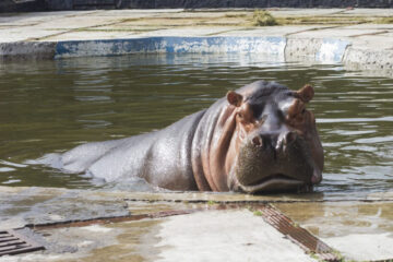 Murió Inés, la hipopótama más longeva de los zoológicos de CDMX