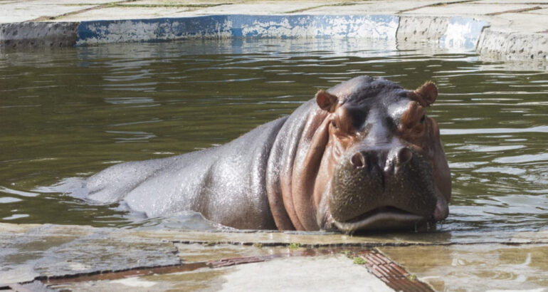 Hipopótama Inés. Foto de Sedema