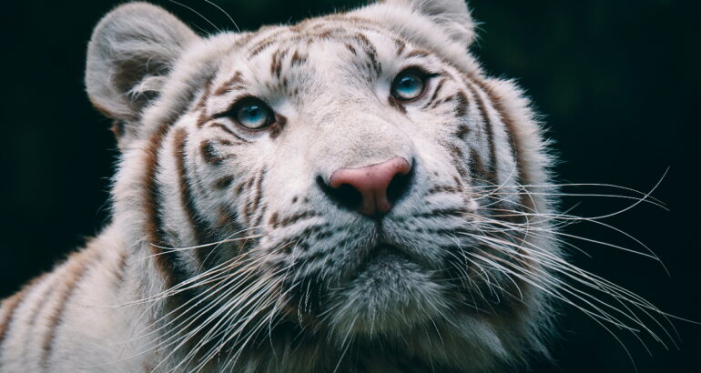 Foto de un tigre blanco. Foto de Thomas Millot para Unsplash