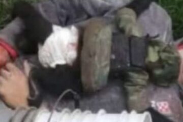 Mono araña murió tras enfrentamiento en Texcaltitlán, Edomex