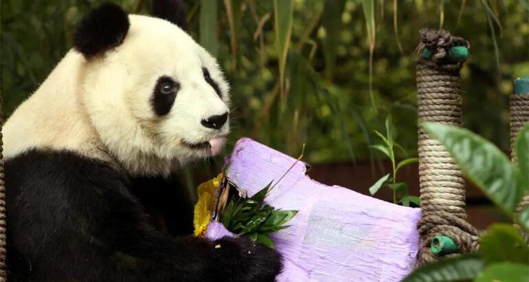 Panda gigante Shuan Shuan. Foto de @zoologicoscdmx