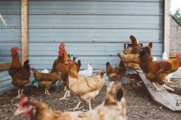 Detectan influenza aviar AH5N1 en granja de Nuevo León