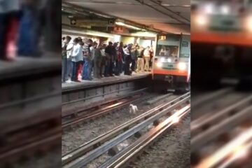 Video Perro corre por vías del Metro para evitar ser arrollado; fue rescatado