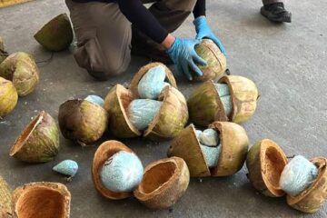 Decomisan 300 kilos de fentanilo dentro de cocos cerca de frontera con EE.UU.