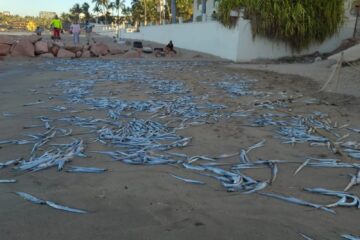 Cientos de peces aparecen muertos en Puerto Vallarta, Jalisco