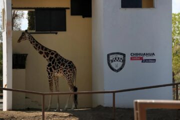 Una jirafa maltratada despierta indignación en Ciudad Juárez