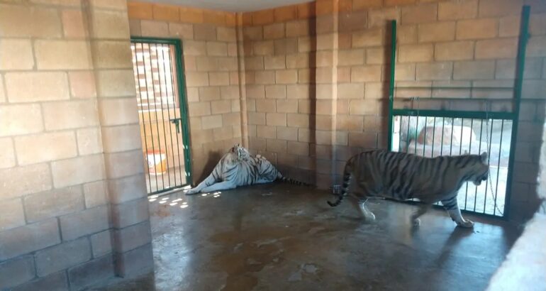 Tigres decomisados en rancho de 'el Nini'. Foto de @PROFEPA_Mx