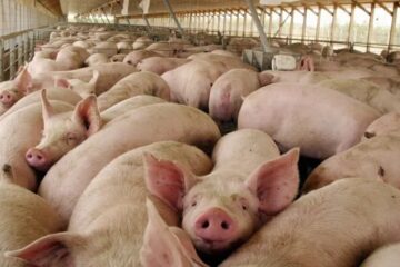 Reino Unido confirma su primer caso de gripe porcina en un ser humano