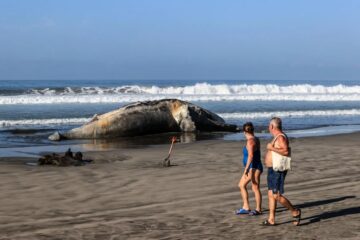 Ballena jorobada aparece muerta en playas de Acapulco