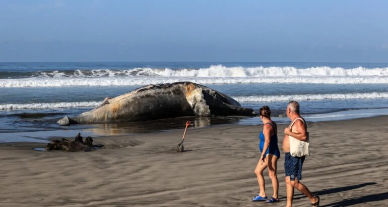 Turistas observan los restos de una ballena jorobada en Acapulco, Guerrero. Foto de EFE/David Guzmán