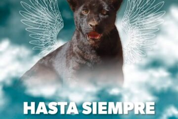 Inundación de aguas negras provoca muerte de jaguar en Zoológico de Morelia