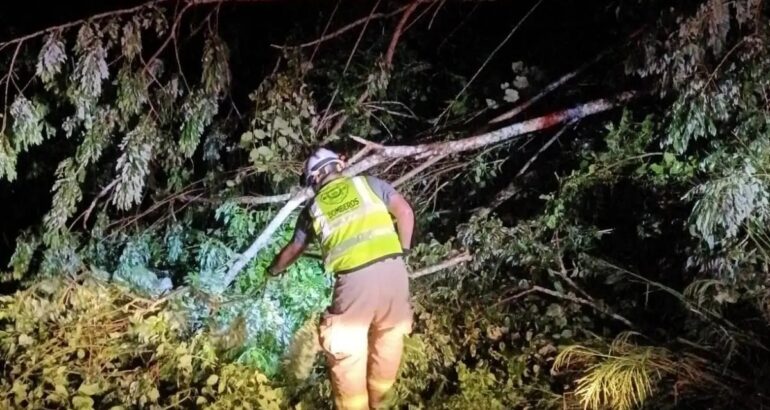 Árbol derribado en Veracruz por mal clima. Foto de @secretaria.deproteccioncivil