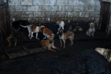 Más de 100 perros rescatados en Mexicaltzingo Edomex; presuntamente un sujeto comerciaba con su carne.