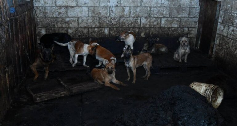 Rescatan más de 100 perros en Mexicaltzingo, Edomex. Foto: FGJEM.