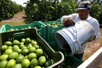 Extorsión en Michoacán forza el cierre de 30 empacadoras de limón.