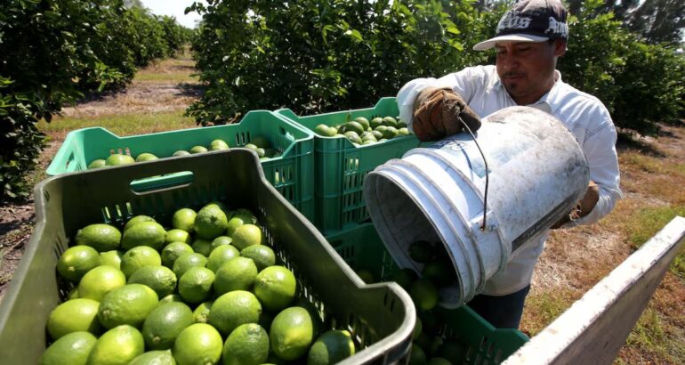 Productores de limón en Michoacán son amenazados y extorsionados por miembros de grupos criminales (Foto: EFE/Ulises Ruiz Basurto).