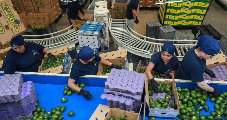 Trabajadoras examinan aguacates en una planta empacadora de Uruapan, México, el miércoles 27 de noviembre de 2024. (AP).