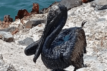 Confirma Pemex derrame de crudo en Tabasco.
