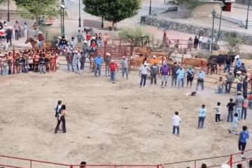 Denuncian maltrato animal en Guanajuato; utilizaron gatos con fuegos artificiales en la cola.