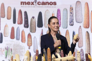 Claudia Sheinbaum lanza programa “Sin maíz no hay país” para fortalecer la producción de maíz nativo.