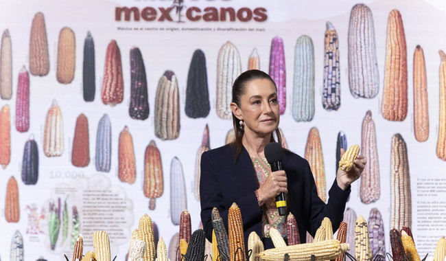 Resaltó la reforma constitucional a los artículos 4 y 27 para proteger las razas de maíz que hay en México y que prohíben la siembra de maíz genéticamente modificado en nuestro país