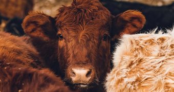 Tamaulipas contra el gusano barrenador