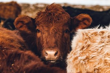 Tamaulipas contra el gusano barrenador