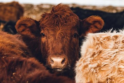 Tamaulipas contra el gusano barrenador Tamaulipas contra el gusano barrenador