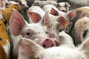 México analizará levantar la suspensión a la importación de carne de cerdo de España.