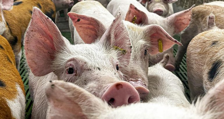 México analizará levantar la suspensión a la importación de carne de cerdo de España.