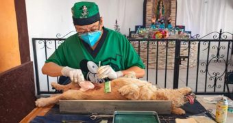 Refuerza Yucatán control poblacional de perros y gatos Refuerza Yucatán control poblacional de perros y gatos