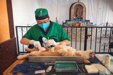 Refuerza Yucatán control poblacional de perros y gatos