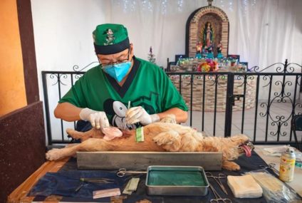 Refuerza Yucatán control poblacional de perros y gatos