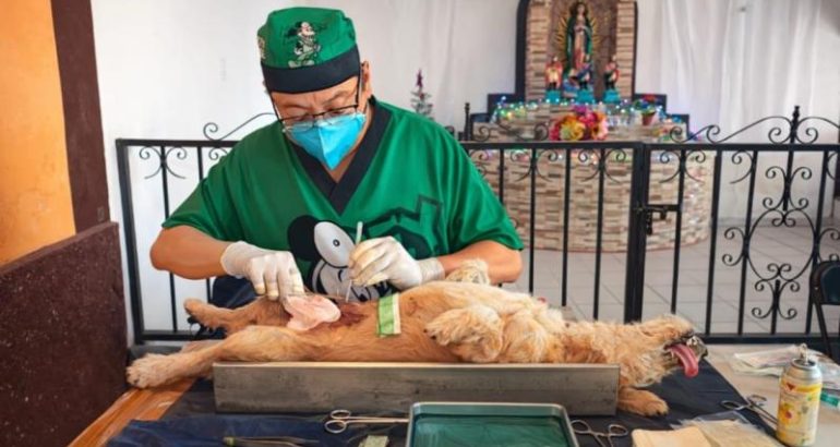 Refuerza Yucatán control poblacional de perros y gatos