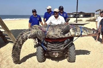 Capturan a cocodrilo de tres metros en Playa de Oaxaca